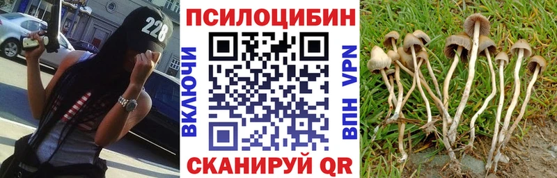 Псилоцибиновые грибы Psilocybine cubensis  Купить  Цивильск 